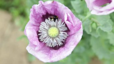 Bumble arı bir ülke bahçesinde güneşli bir günde ekmek tohumu papaverum afyon haşhaş tozlaşma