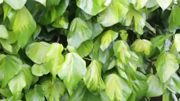 Exuberante Pared Follaje Verde Inglaterra Salpicado Gotas Lluvia Arbusto Jardín — Vídeo de stock