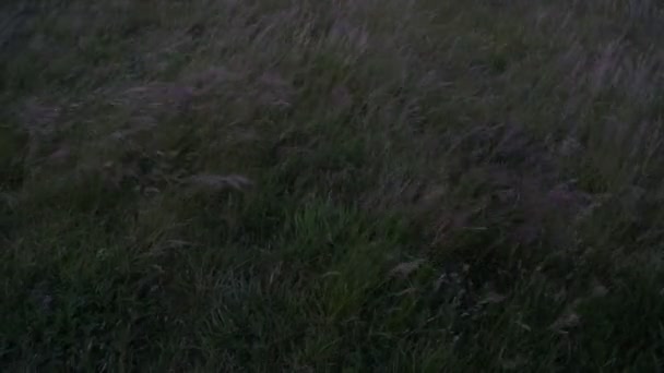 黑暗草波在英国山上的黄昏 梦幻般的和平静 — 图库视频影像