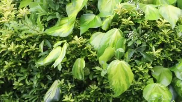 Bujna Zielona Ściana Liści Anglii Dostanie Raindrops Ogród Krzew Obfite — Wideo stockowe