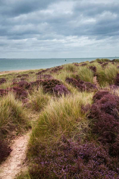 İngiltere'de Mor Heather Field, Poole, Dorset 