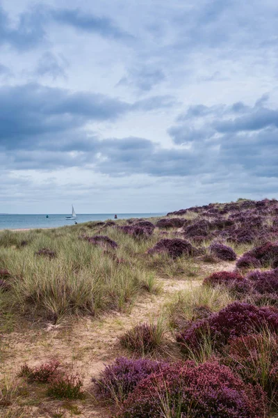 Mor Heather Field İngiltere'de, Poole, Dorset dramatik gökyüzü ile