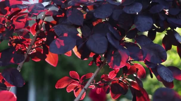Ονειρεμένο Κόκκινο Φύλλωμα Στον Αγγλικό Κήπο — Αρχείο Βίντεο