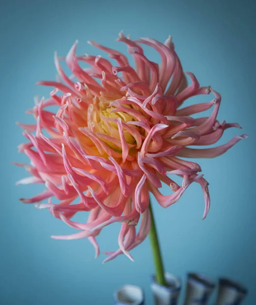 Soluk allık dahlia Alfred Grille çeşitli, kavisli kaktüs şekli
