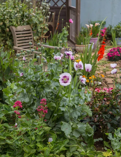 Peaceful English garden in July