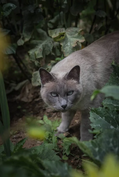 Dışarıda bahçede Tonkenese kedi