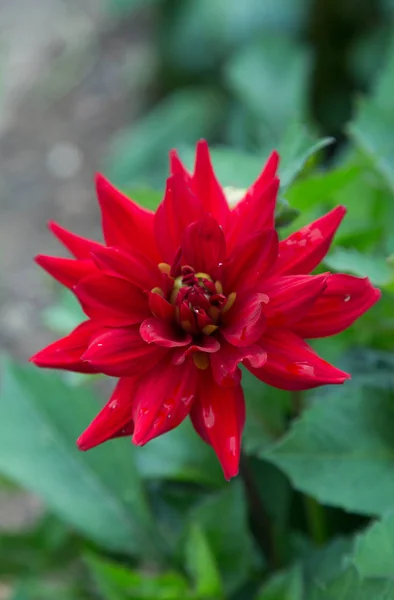 Rojo Cactus Dahlia Diablo Rojo Flor Roja Brillante Jardín Otoño —  Fotos de Stock