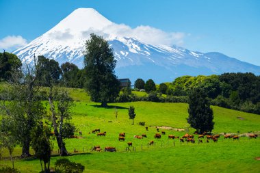 Cows grazing on the green meadow with volcano on the background. Volcano of Osorno, Chile clipart
