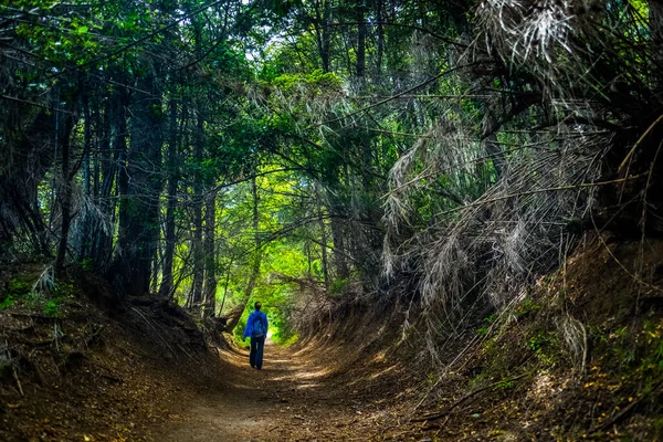 Πεζοπόρος Περπατά Στο Μονοπάτι Μέσα Στο Δάσος — Φωτογραφία Αρχείου