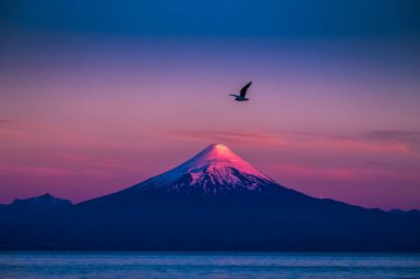Bird flies in the air with volcano of Osorno in sunset light on the background. Chile clipart