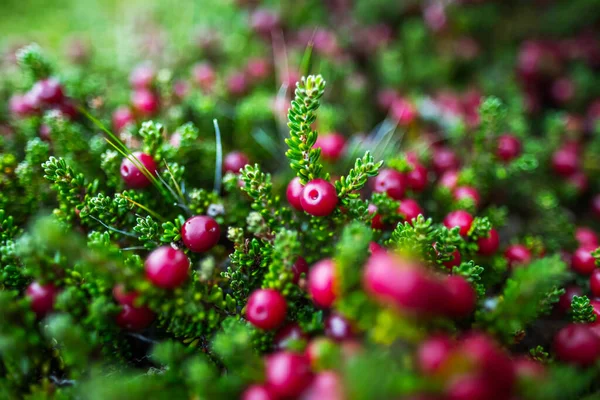 Crowberry Empetrum Rubrum Στο Πράσινο Φυσικό Υπόβαθρο Berry Επίσης Γνωστή — Φωτογραφία Αρχείου