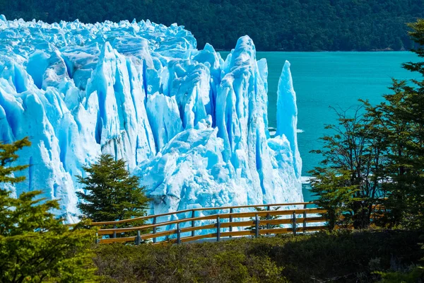 阿根廷佩利托 莫雷诺冰川与树木 — 图库照片