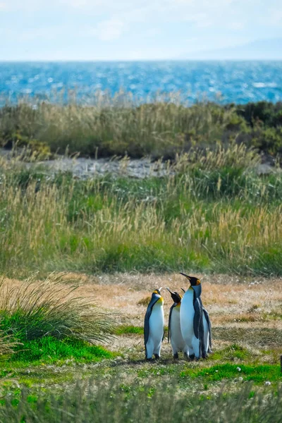 Grupo Pinguins Rei Aptenodytes Patagonicus Está Ilha Verde Verão Terra — Fotografia de Stock