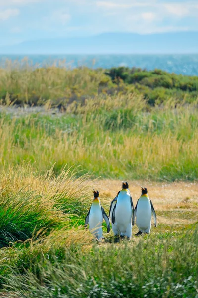 Grupo Pinguins Rei Aptenodytes Patagonicus Caminha Ilha Verde Verão Terra — Fotografia de Stock