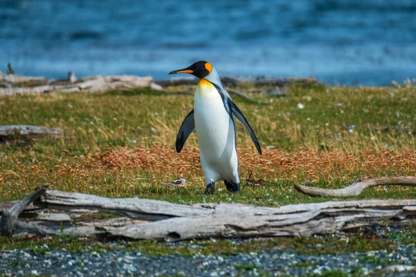 Pinguim Rei Aptenodytes Patagonicus Caminha Costa Ilha Canal Beagle Argentina — Fotografia de Stock