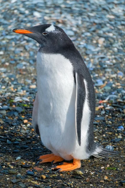 Gentoo Pingvin Pygoscelis Papua Áll Földön Közelről Kilátás Tierra Del — Stock Fotó