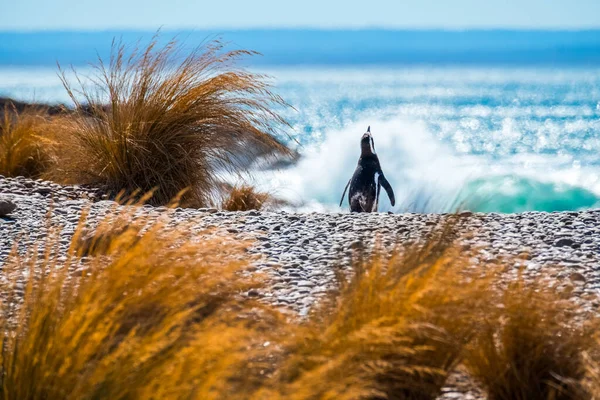 Magelhaense Pinguïn Spheniscus Magellanicus Wandelt Het Strand Richting Oceaan Argentinië — Stockfoto