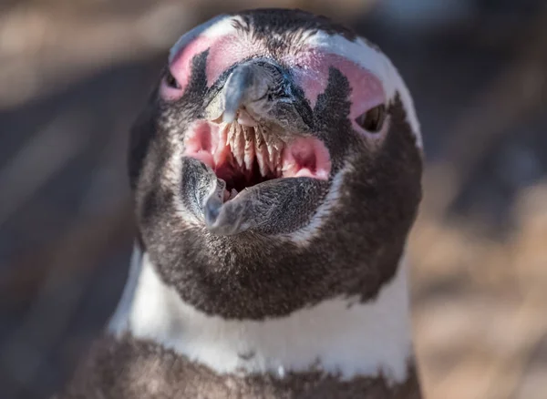 Pinguim Magalhães Spheniscus Magellanicus Com Boca Aberta — Fotografia de Stock