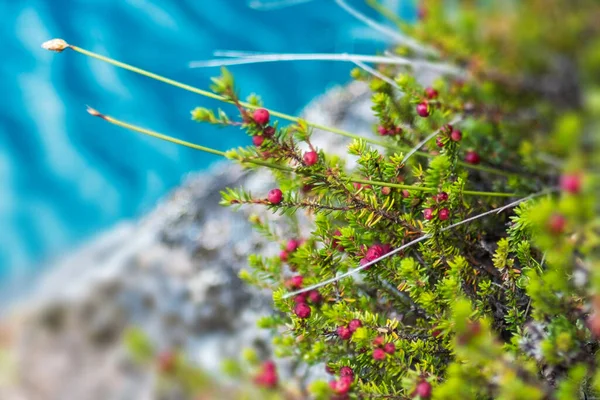 Vörös Bogyók Nevű Kiddle Dee Empetrum Rubrum Partján Egy Kék — Stock Fotó