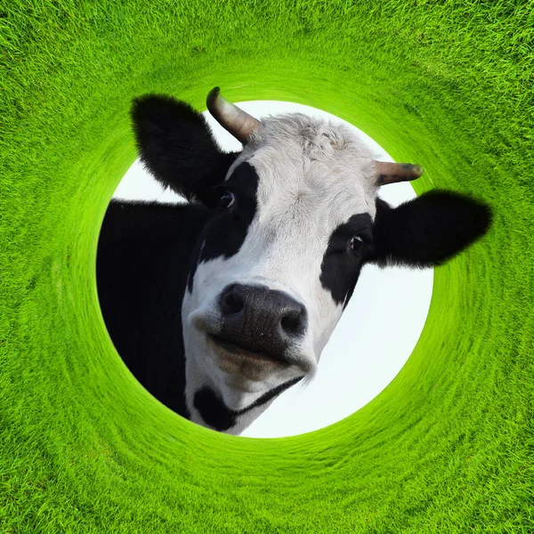 在青翠茂密的草丛中 快乐地笑着可笑的奶牛 — 图库照片