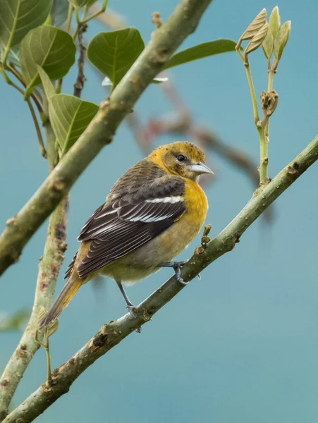 黑喉绿莺 Setophaga Virens 栖息在树枝上 Arenal火山附近的哥斯达黎加森林 — 图库照片