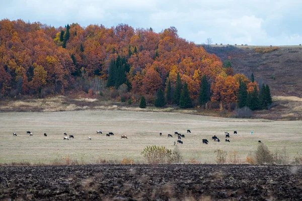 Herd Cows Grazing Autumn Field Russia — Stock Photo, Image