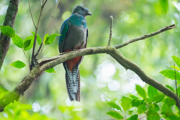 Mulher Quetzal Resplandecente Pharomachrus Mocinno Senta Uma Floresta Costa Rica — Fotografia de Stock