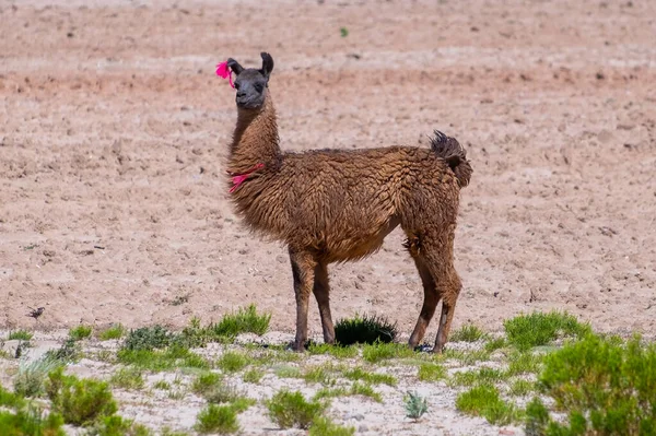 Llama Lama Glama Står Dalen Med Grönt Gräs Bolivia — Stockfoto