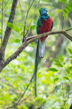 Büyüleyici quetzal erkeği (Pharomachrus mocinno) Kosta Rika 'daki Monteverde Ulusal Parkı' ndaki ağaç dalında oturur.