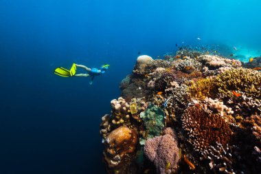 Freediver renkli mercanlar ve balık sürüleriyle canlı mercan resiflerinin yanında suyun altında yüzer. Filipinler