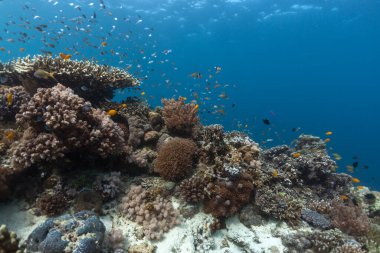 Doğal renklerde mercan resifi. Balık ve farklı mercanlarla dolu mercan resifinin sualtı görüntüsü. Doğal ışık konstrüksiyonu altında çekilmiş. Filipinler.