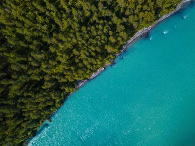 Katun, Altai Cumhuriyeti, Rusya 'nın hızlı nehrinin çam ağacı ormanlarıyla kaplı kıyı manzarası
