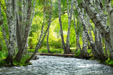 Huş ağaçları ve küçük hızlı nehri olan parlak bir orman. Altai, Rusya