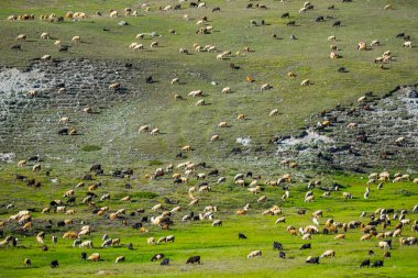 Rusya 'nın Altai dağlarındaki yeşil tepede otlayan dev koyun ve keçi sürüleri