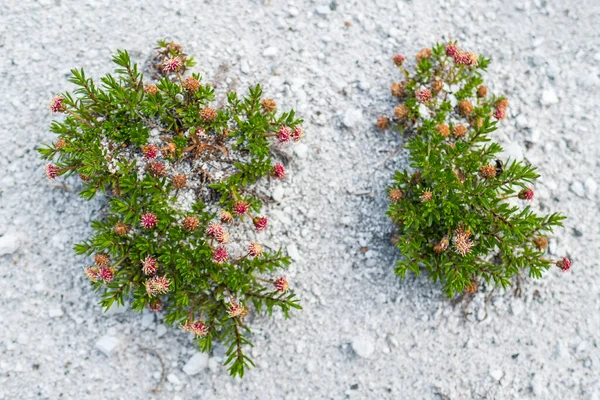 Plants Growing Dry Patagonian Land Chile — Stock Photo, Image