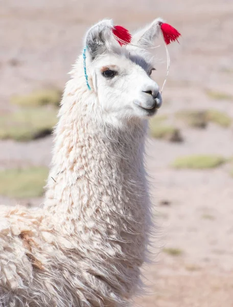 Dekorerad Vit Lama Lama Glama Över Suddig Naturlig Bakgrund Bolivia — Stockfoto