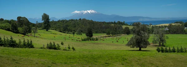 智利巴塔哥尼亚一片绿色的夏季牧场全景 牧场上有放牧的奶牛 森林和高山 — 图库照片