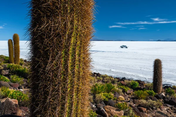 Cactos Ilha Incahuasi Meio Apartamento Sal Salar Uyuni Bolívia — Fotografia de Stock