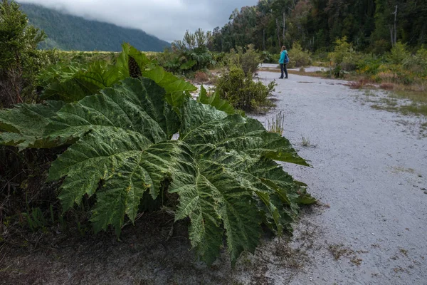 チリの谷にある巨大なパタゴニアの植物 — ストック写真