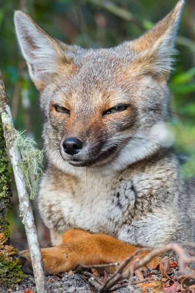 Portrait Cunning Fox Forest — Stock Photo, Image
