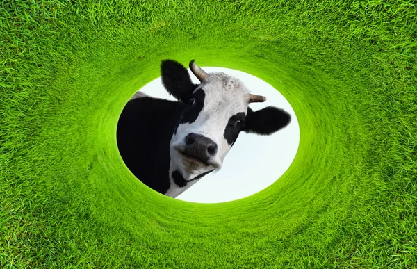 Счастливая Улыбающаяся Корова Естественной Зеленой Рамке Эллипса Травы — стоковое фото