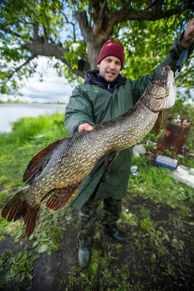 Amateurfischer Hält Trophäe Händen Hechtfisch Esox Lucius — Stockfoto