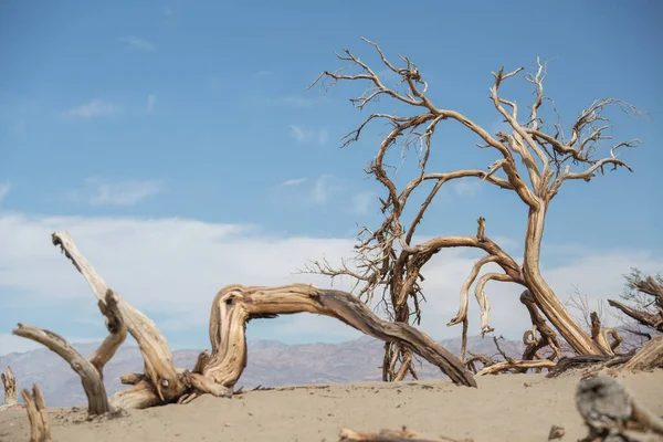 Árboles Secos Valle Muerte Eeuu — Foto de Stock