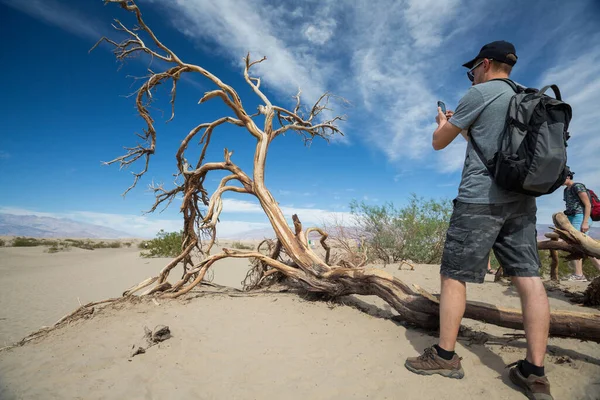 Turista Tira Uma Foto Árvore Seca Morta Vale Morte Eua — Fotografia de Stock