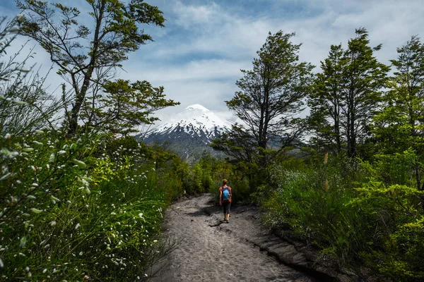 女人走在一个绿树成荫的公园里的远足小径上 背景是奥索尔诺火山 智利巴塔哥尼亚 — 图库照片