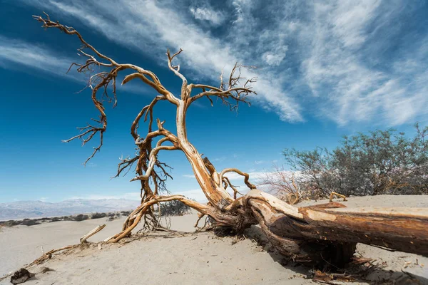 Árbol Seco Muerto Valle Muerte — Foto de Stock