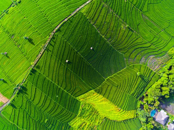 Вид Воздуха Рисовое Поле Бали Индонезия — стоковое фото
