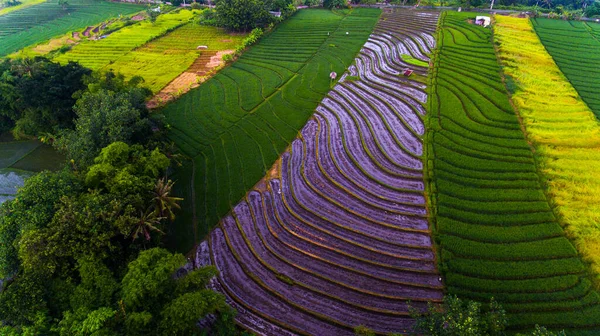 Veduta Aerea Della Risaia Sull Isola Bali Indonesia — Foto Stock