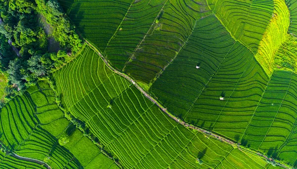 Вид Воздуха Рисовое Поле Бали Индонезия — стоковое фото