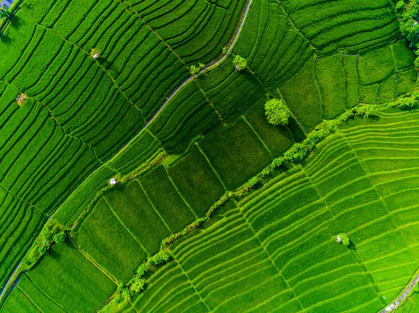 Aerial View Rice Field Island Bali Indonesia — Stock Photo, Image